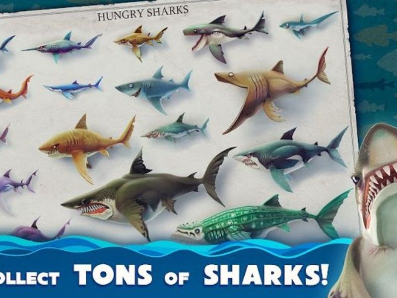 Hệ Thống Cá Mập Trong Hungry Shark World Hack